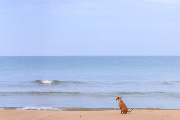 Dog sitting on a serene beach, gazing out at the vast ocean