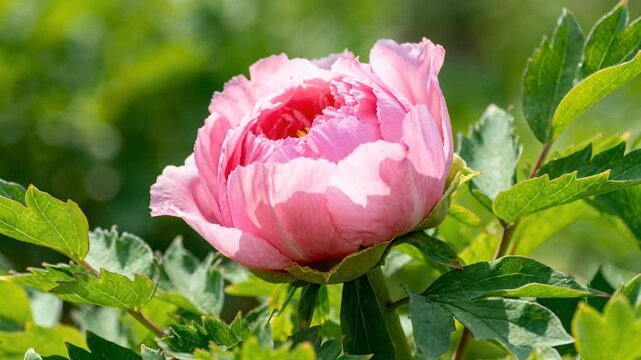 Time lapse,  growing blossom, single pink peony flower in full bloom with ruffled petals and deep red center is shown outdoors, surrounded by green leaves, evoking tranquility and beauty, springtime,