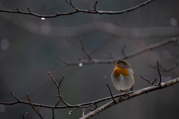 robin on a branch in rainy winter day