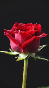 Time lapse,  growing blossom, single vibrant red rose in full bloom dominates black background, showcasing its velvety texture and rich color, evoking elegance and romance, love, beauty, serenity, and