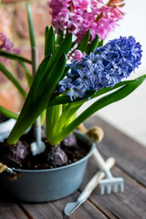 Concept of spring home gardening, transplanting plant in ceramic pots on wooden table. Taking care of plants and flowers. Springtime leisure activity, hobby, garden tools. Stylish house interior