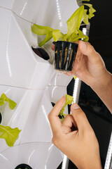 Close-up of agricultural technician transplanting fresh lettuce seedling into modern hydroponic vertical farming setup, showcasing sustainable agricultural technology and plant cultivation.