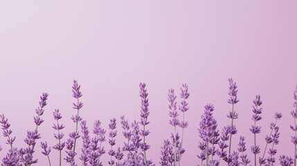 Lavender flowers and lavender field