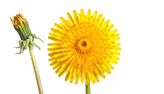 Bright yellow dandelion flower with closed bud isolated on white background