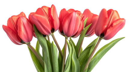 Vibrant spring tulips seven red blossoms closeup floral nature background
