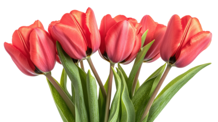 Vibrant spring tulips seven red blossoms closeup floral nature background