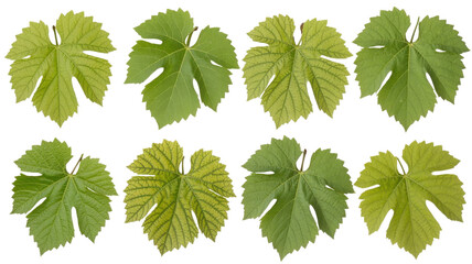 Green grape leaves. Set of eight leaves. Vine foliage. Natural plant elements. Isolated.