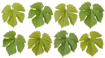 Green grape leaves. Set of eight leaves. Vine foliage. Natural plant elements. Isolated.