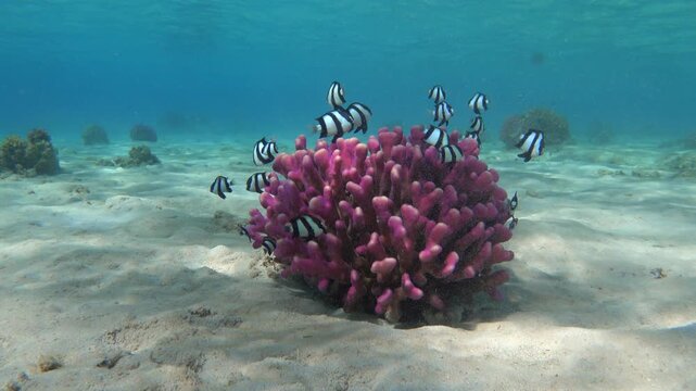 Group of whitetail dascyllus among the branches of pink coral at shallow water