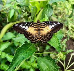 papillon © Matthieu