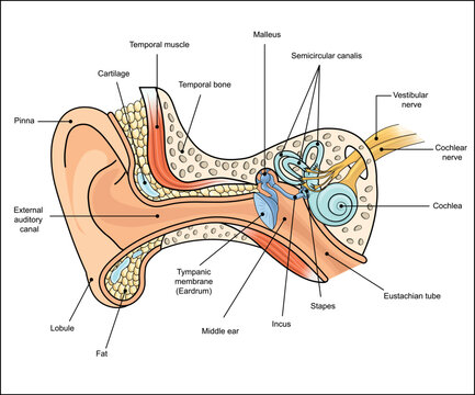 Labeled Human Ear Anatomy Diagram Showing Hearing and Balance