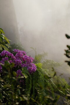 morning mist over the river