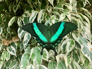 papillon vert © Matthieu