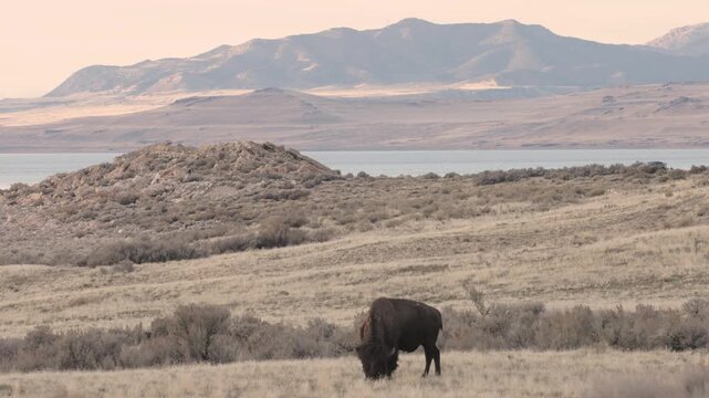 4k video of an American Bison grazing in a field of winter brown grass at sunset on Antelope Island Utah USA with Salt Lake and the Wasatch Mountains in the distance.