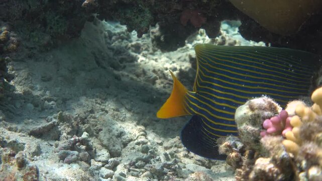 Emperor angelfish among bleached coral reef