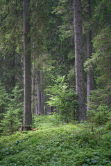 Green forest scene with tall spruce trees and ground cover