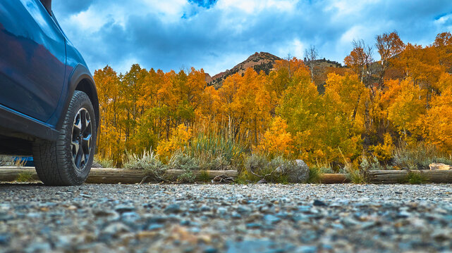 Ground Level Roadside Vehicle Autumn Aspen Trees Eastern Sierra Fall