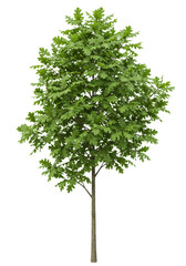 Obraz premium hyper-realistic cgi model of a pristine, juvenile oak tree (quercus) with emerald foliage, isolated on a transparent background, ideal botanical asset concept