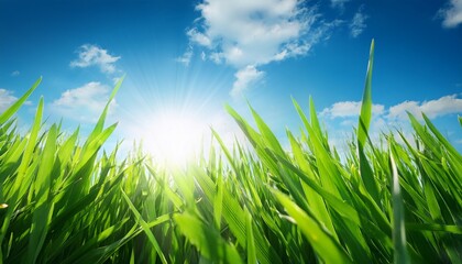 Obraz premium Bright Sun Shining Through Green Grass Blades Under Blue Sky
