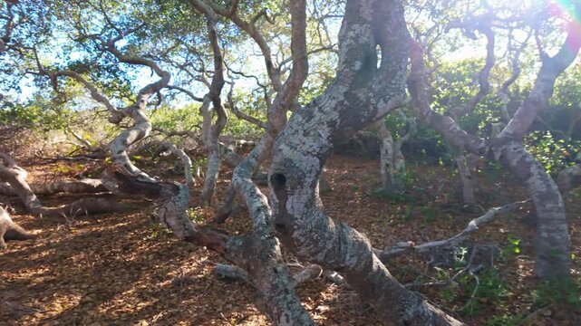 Ancient pygmy oaks with gnarled branches create a unique canopy over the boardwalk at the El Moro Elfin Forest in Los Osos