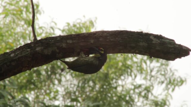 Brown-headed Barbet, Psilopogon zeylanicus, Large Green Barbet on Tree Trunk and Near Tree Cavity, Indian Wildlife Bird in Natural Woodland Habitat