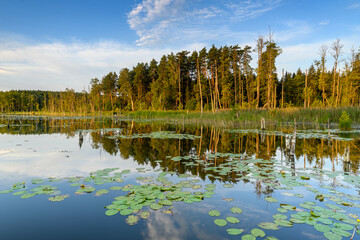 Summer day over the lake