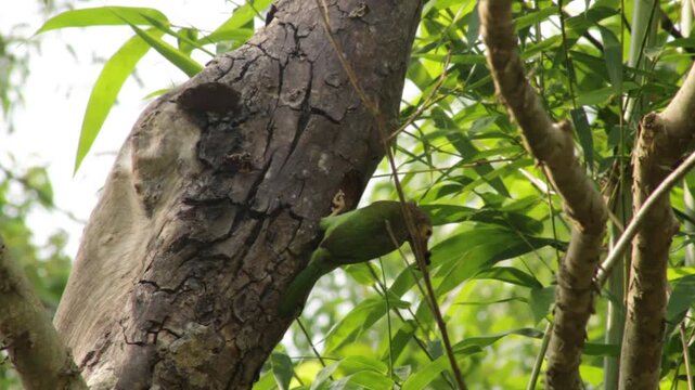 Brown-headed Barbet, Psilopogon zeylanicus, Large Green Barbet on Tree Trunk and Near Tree Cavity, Indian Wildlife Bird in Natural Woodland Habitat