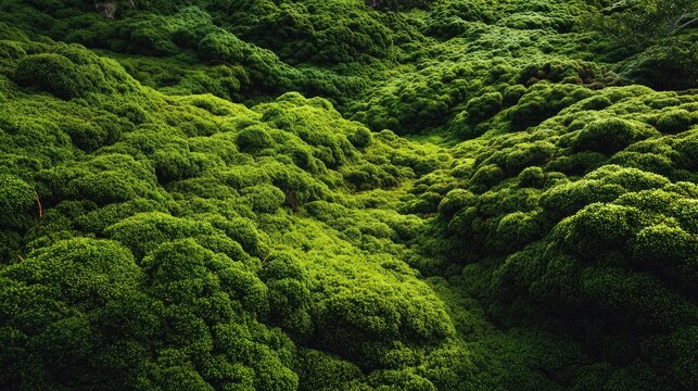Lush green carpet of moss covers a landscape of rolling hills and textures, thriving