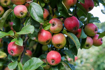 Wild apple tree with ripe red fruits close-up view