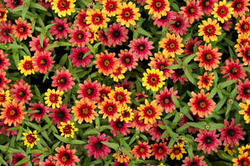 Pink and yellow flowers with green leaves topview close-up view