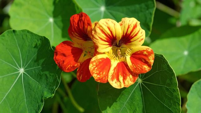 Close-up of Vibrant Nasturtium Flowers and Green Leaves