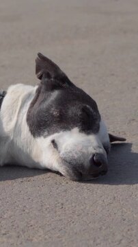 Vertical Video of Indian Pariah Dog Sleeping on Road