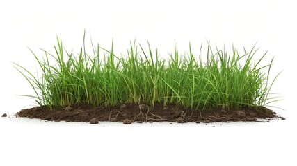 Video A small patch of greenery sprouting from a pile of dirt