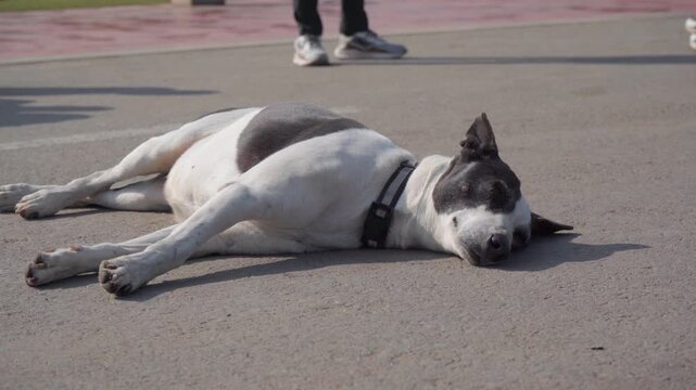 Wide Shot of Indian Pariah Dog Sleeping on Road