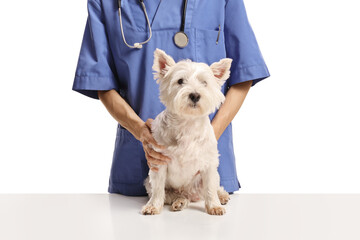 Veterinarian with a westie terrier dog on a table