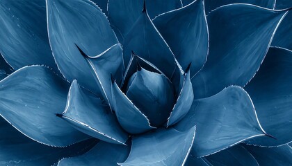 Elegant blue agave plant displaying unique symmetrical patterns and textures