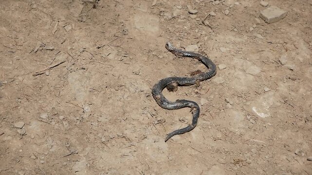 Top view video footage of a wild snake crawling on dry rocky soil in its natural environment. Wildlife reptile in the wilderness. Real nature scene with copy space.