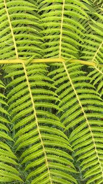 vertical close up of green fern leaves as organic nature background