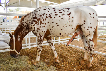 Picture of a horse taken during Al Maraai festival in Bahrain on 11 Dec 2025 © Sabih
