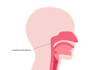 Eustachian tube poster