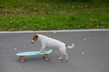 A Jack Russell Terrier rides a penny board in an autumn park.