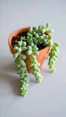 Single succulent plant in terracotta pot, minimal soil, isolated on light gray, soft natural light