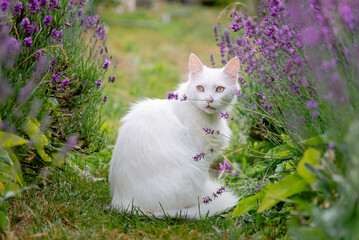 cat and flowers