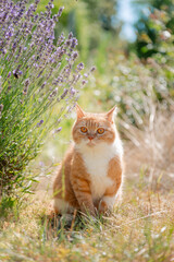 cat in the garden