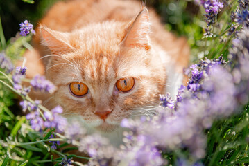 cat with flowers
