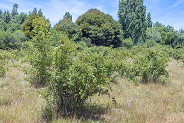 Fototapeta premium Pilen, Cauquenes, Chile – December 6, 2025: Rosehip shrub in its natural environment, featuring blooming pink flowers and developing green fruits, surrounded by wild vegetation and native trees. 