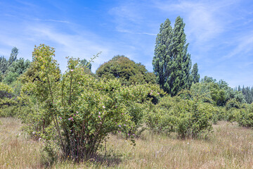 Pilen, Cauquenes, Chile – December 6, 2025: Rosehip shrub in its natural environment, featuring blooming pink flowers and developing green fruits, surrounded by wild vegetation and native trees. 