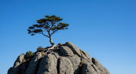 Lonely tree clings to rocky peak, bright blue sky above