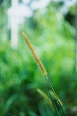 Fototapeta premium Nature