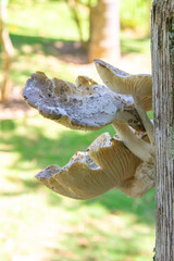 Close-up of lignicolous mushrooms with exposed gills, growing on a wooden trunk. Blurred green background. Fungus, nature, biology, texture.